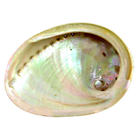 Abalone Shell MINI
