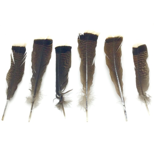 Smudge Feather TAIL