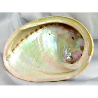 Abalone Shell LARGE Grade A