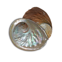 Abalone Shell LARGE Brownlip