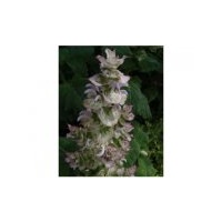 Essential Oil CLARY SAGE BULK 200ml