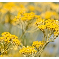 Essential Oil HELICHRYSUM ITALICUM- Oragnic 25ml