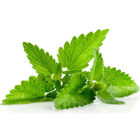 Essential Oil SPEARMINT BULK 200ml