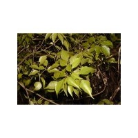 Essential Oil SANDALWOOD WEST INDIAN BULK 1kg