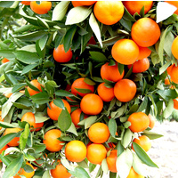 Essential Oil TANGERINE BULK 1kg