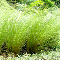 Essential Oil VETIVER BULK 1kg