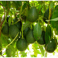 Vegetable Oil AVOCADO BULK 1kg