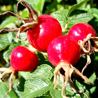 Vegetable Oil ROSEHIP BULK 1kg