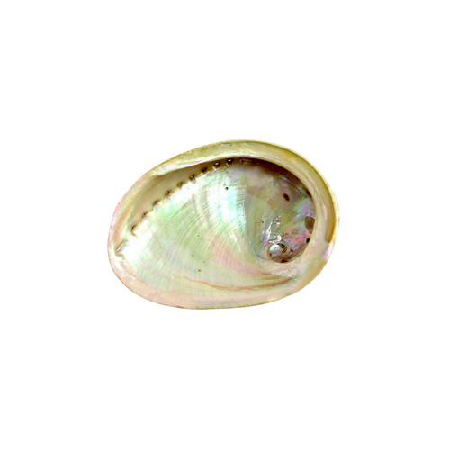 Abalone Shell MINI