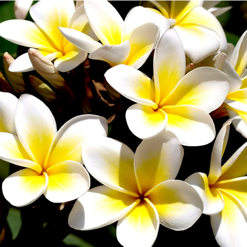 Essential Oil 3% FRANGIPANI BULK 1kg - Silverstone