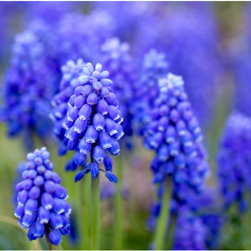 Essential Oil 3% HYACINTH BULK 500ml