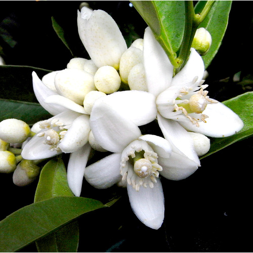 Essential Oil 3% NEROLI BULK 200ml