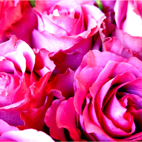 Essential Oil 3% ROSE BULK 500ml