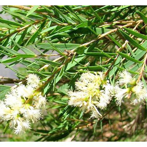 Essential Oil CAJEPUT BULK 200ml