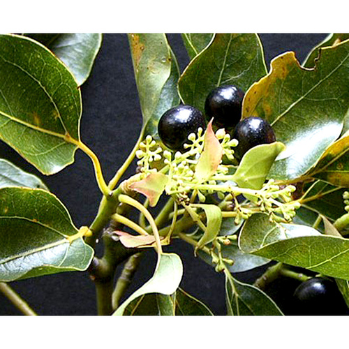 Essential Oil CAMPHOR BULK 1kg