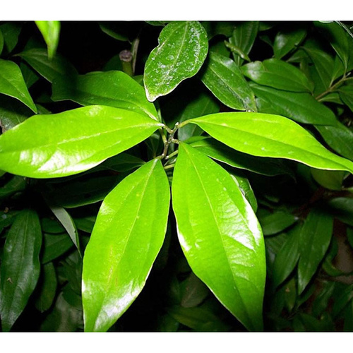Essential Oil CINNAMON LEAF BULK 500ml