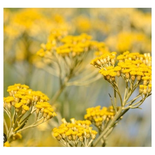 Essential Oil HELICHRYSUM ITALICUM- Oragnic 25ml