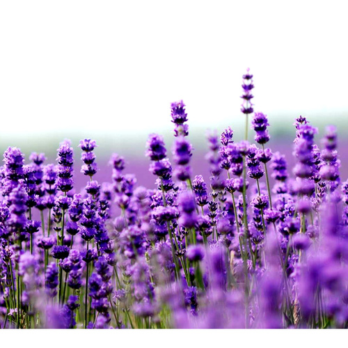Essential Oil LAVANDIN BULK 1kg
