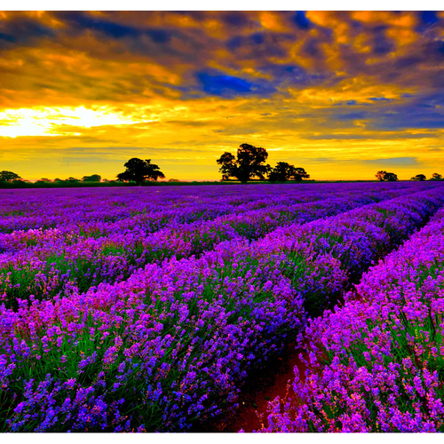 Essential Oil LAVENDER EURO BULK 200ml