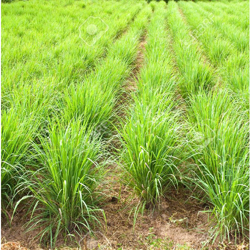 Essential Oil LEMONGRASS BULK 1kg