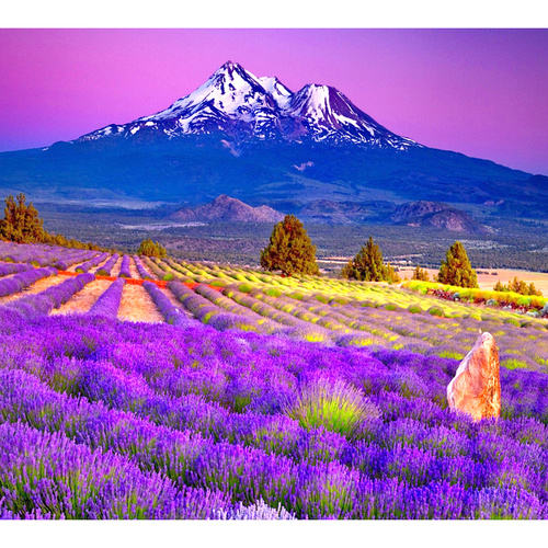 Essential Oil LAVENDER HIGH BULK 200ml