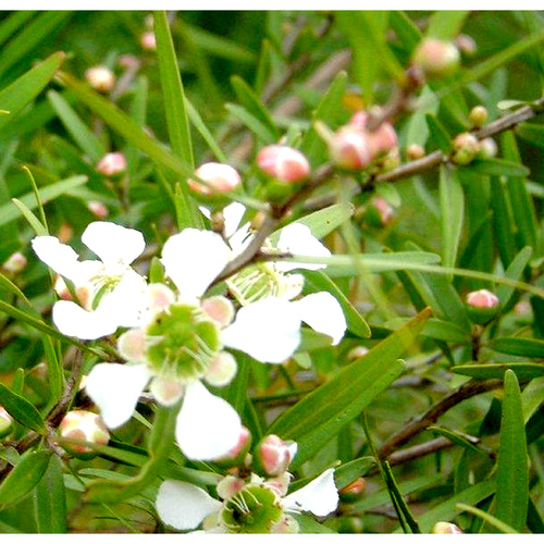 Essential Oil LEMON-SCENTED TEA TREE BULK 500ml