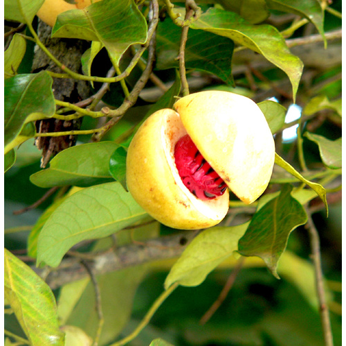 Essential Oil NUTMEG BULK 500ml