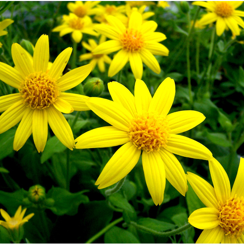 Infused Oil ARNICA BULK 200ml
