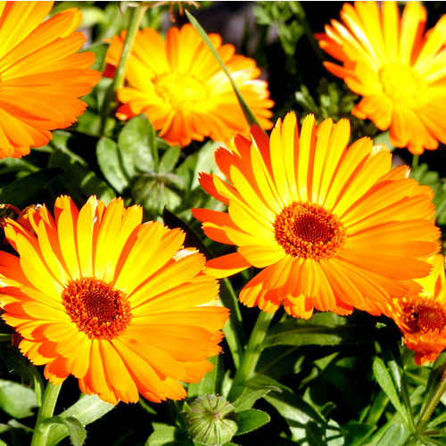 Infused Oil CALENDULA BULK 1kg